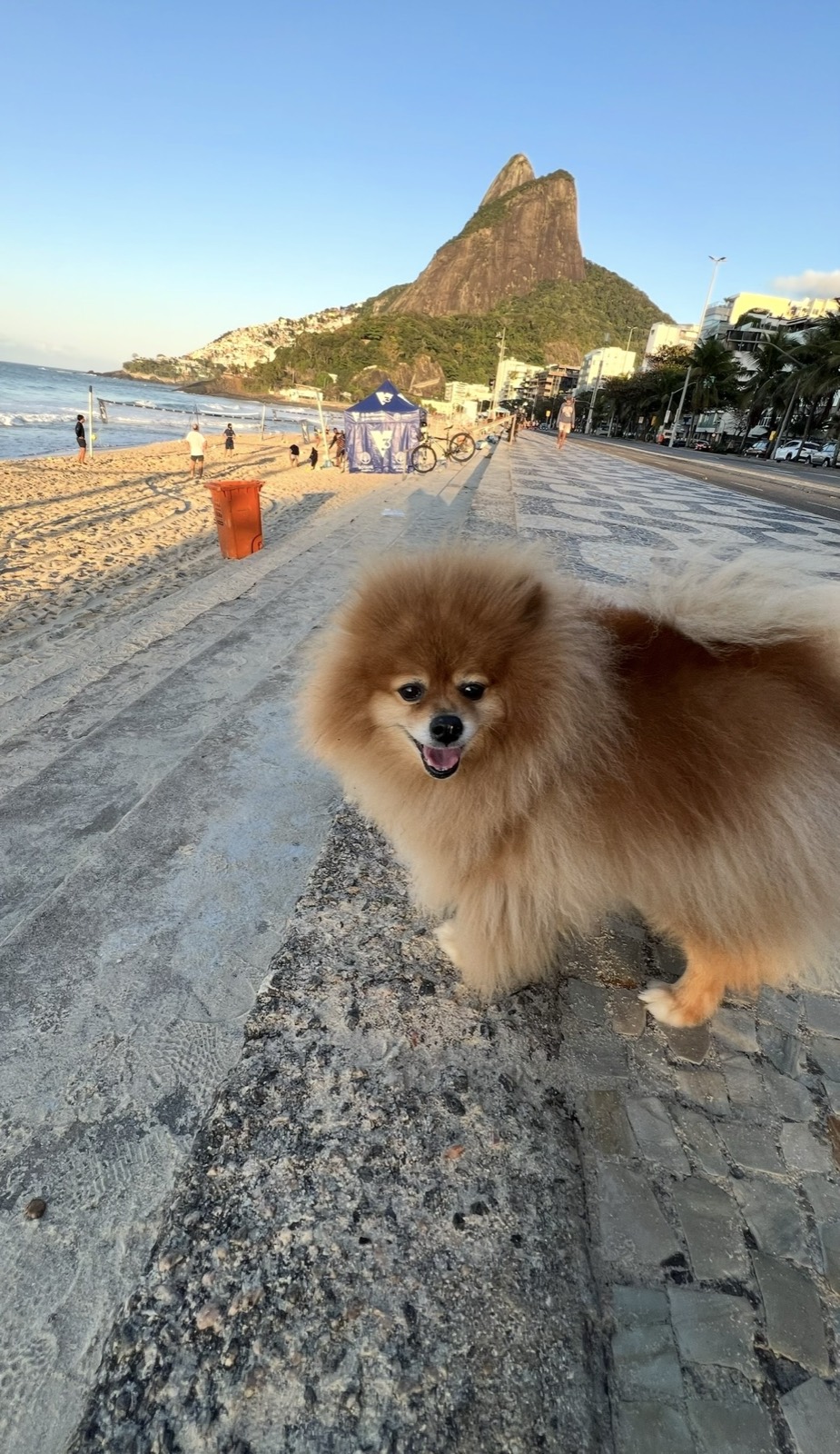 Lion, o Lulu da Pomerânia da Patricia, no Leblon